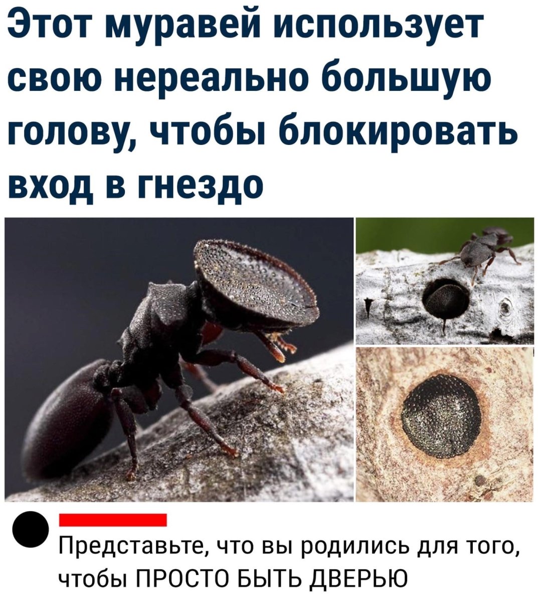 Муравей с головой дверью