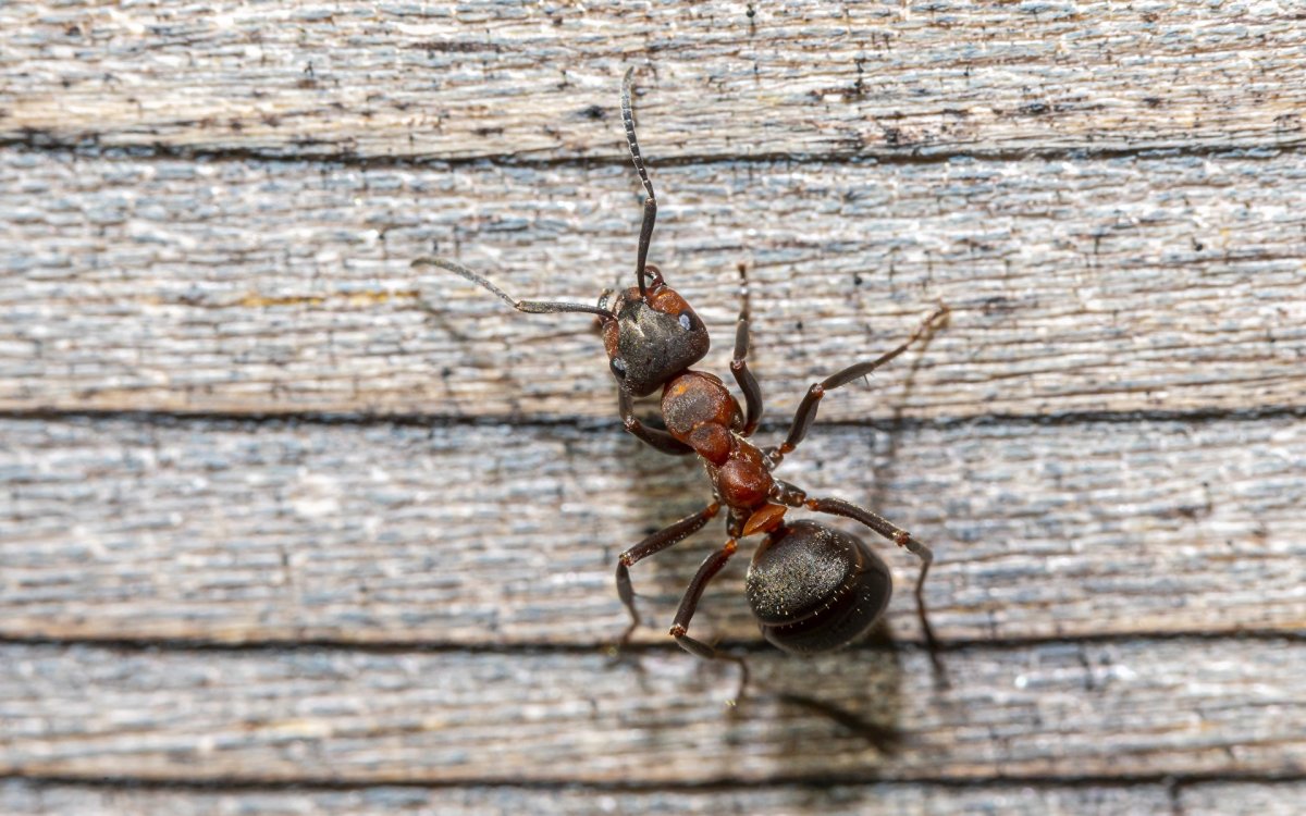 Муравей с пятнами