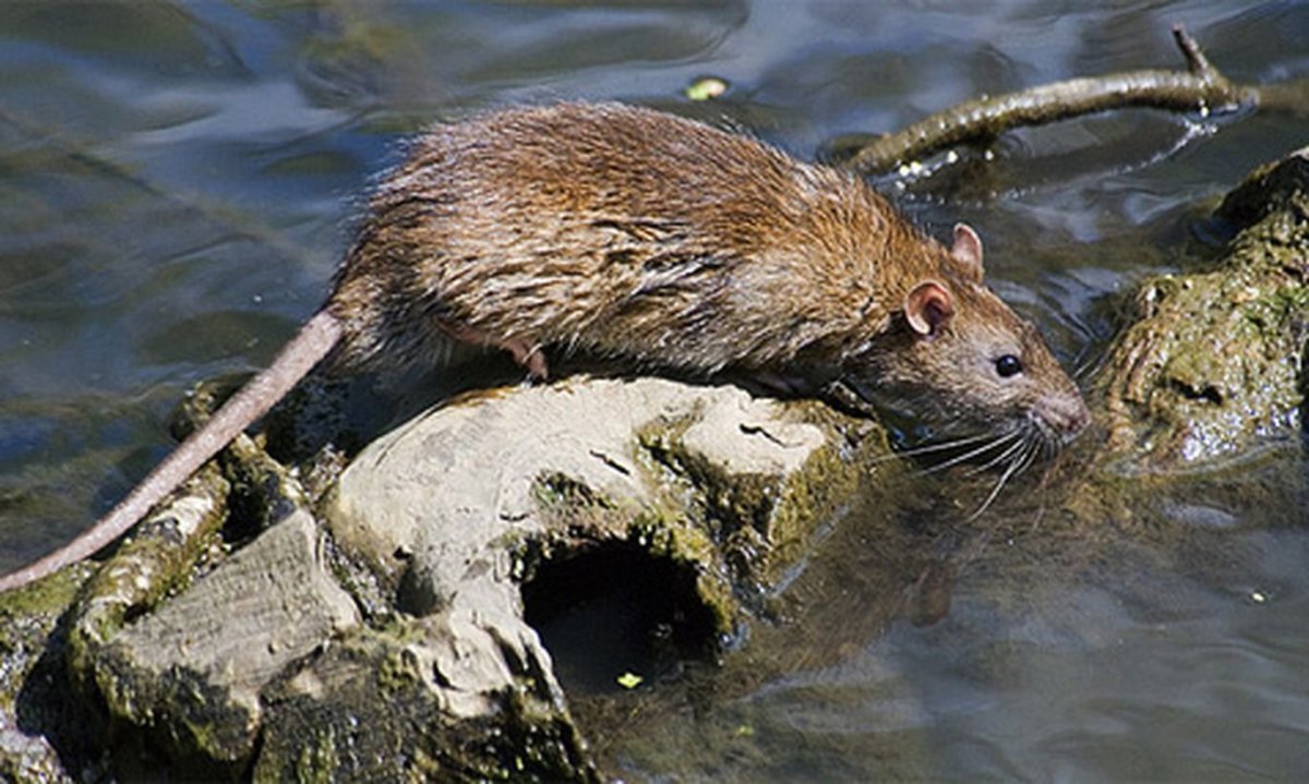 Огородные вредители Грызуны