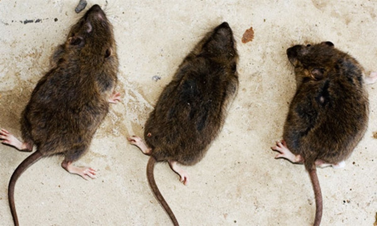 Земляная крыса фото