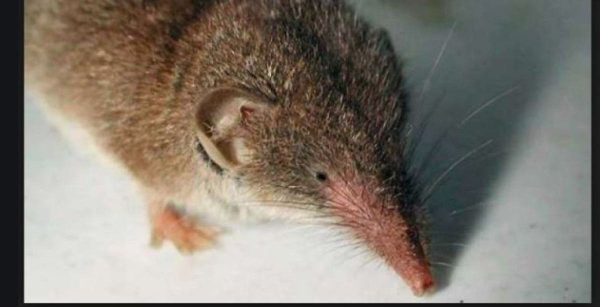 Крот слепыш собачка