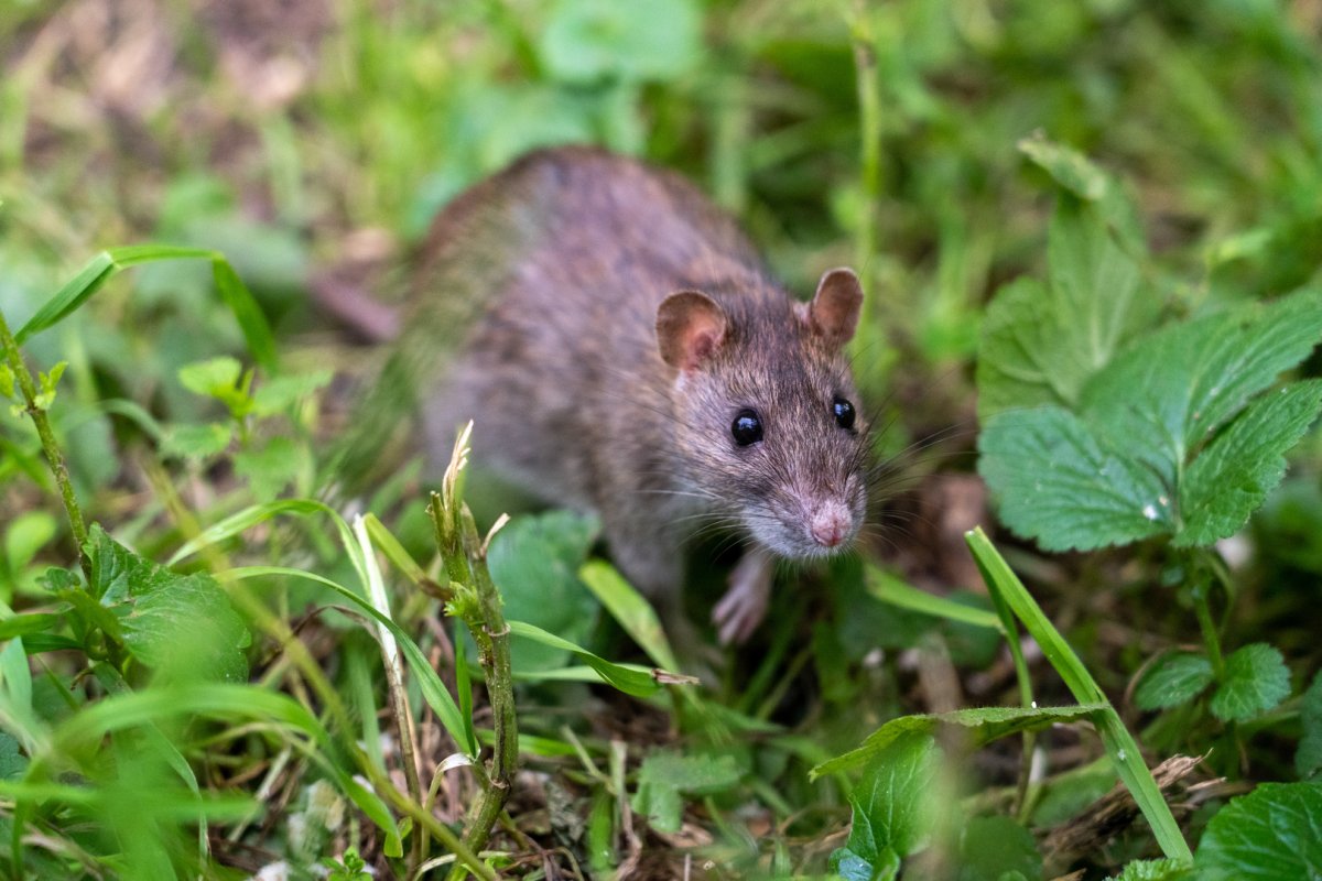 Водяная полёвка водяная крыса