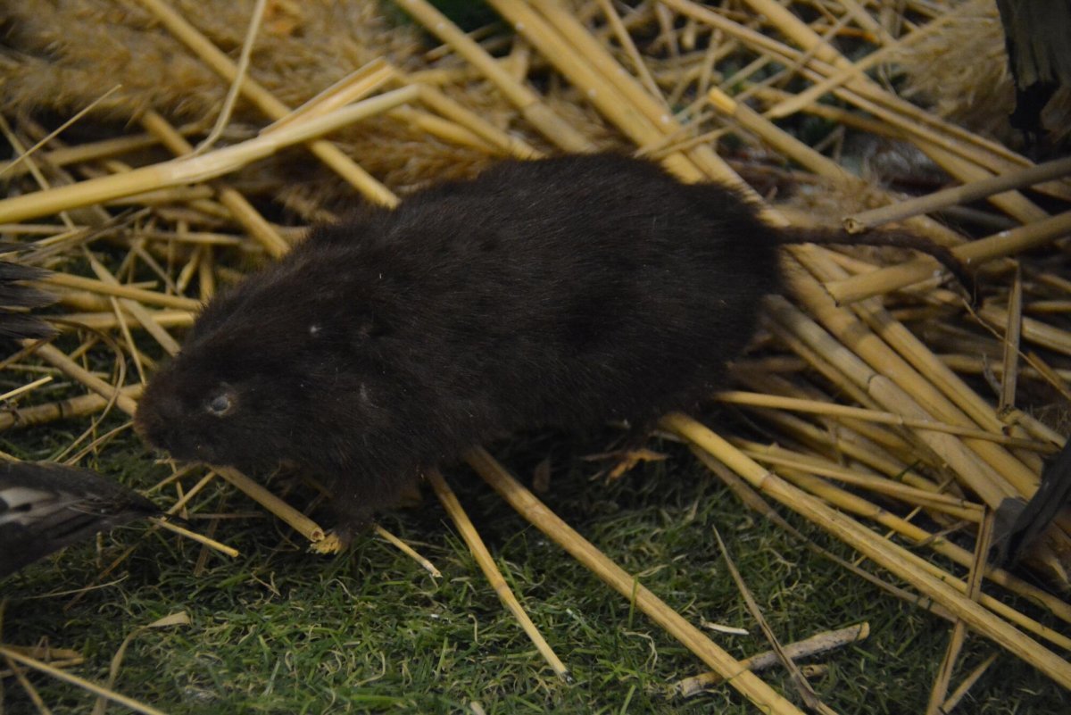 Земляная крыса лемминг