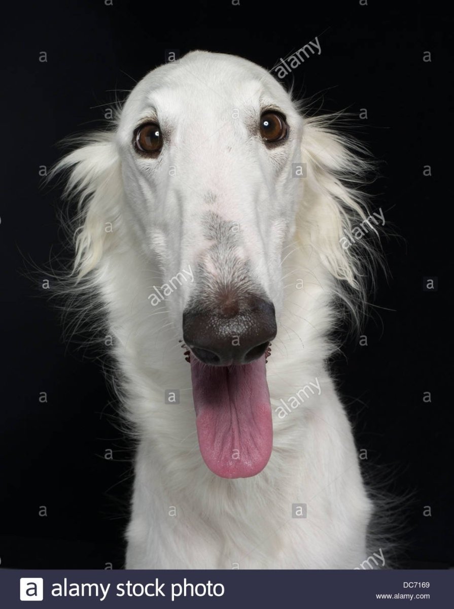 Собака с длинным носом