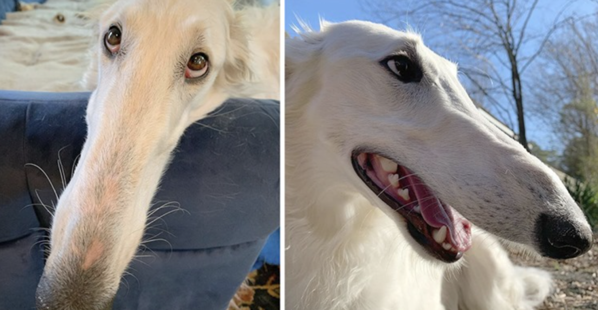 Русская борзая Мем