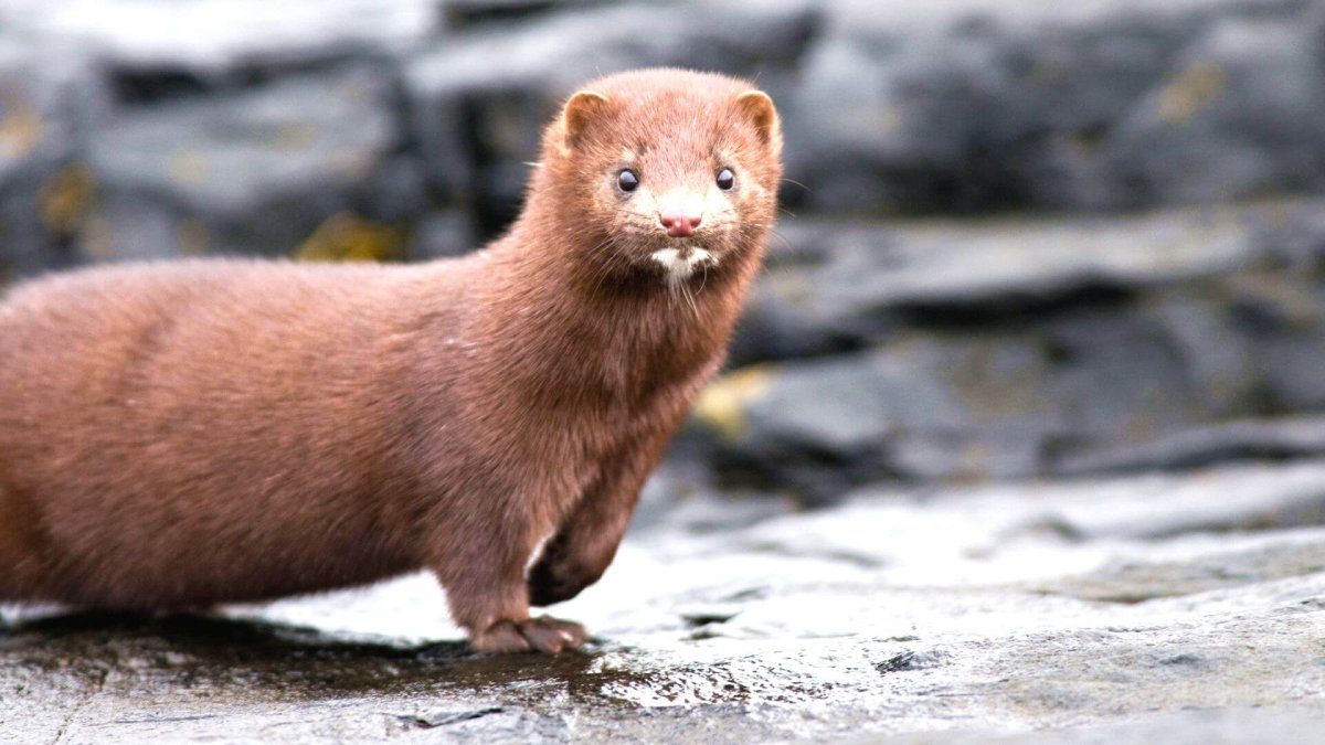 Американская норка (Mustela Vison)