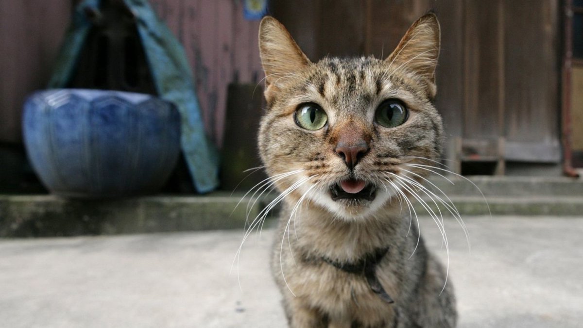 Смешной кот