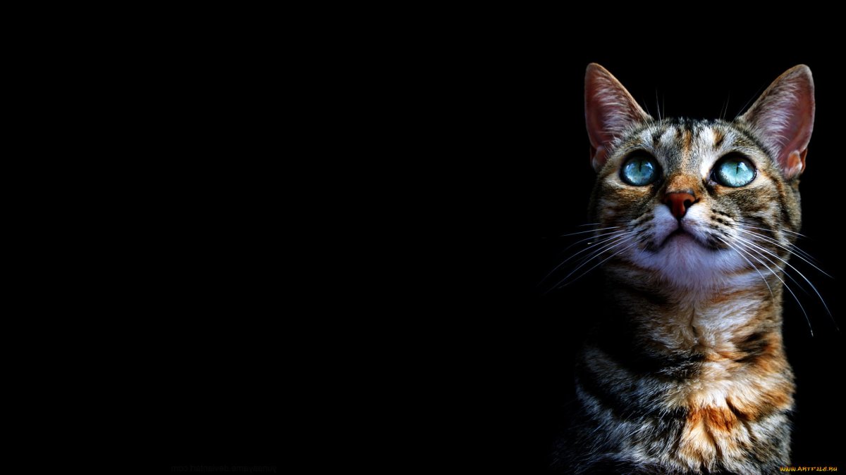 Удивленный кот черно-белый