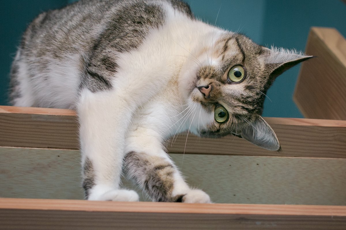 Кот облизывается