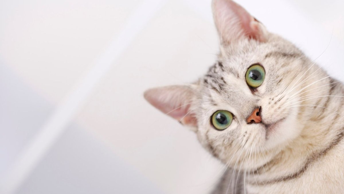 Удивленный кот