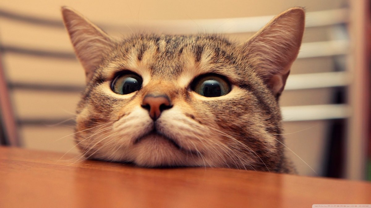 Заставка на рабочий стол коты