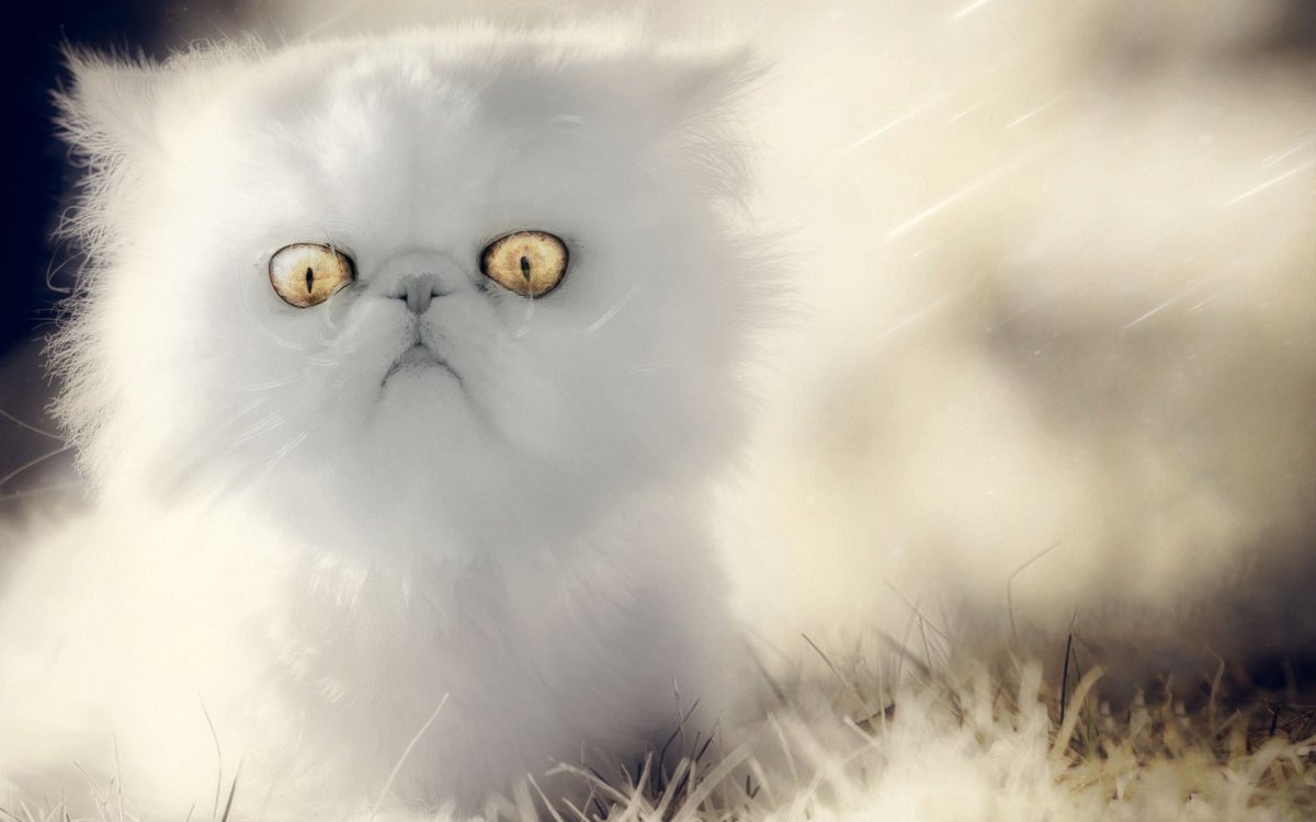 Напуганный котик