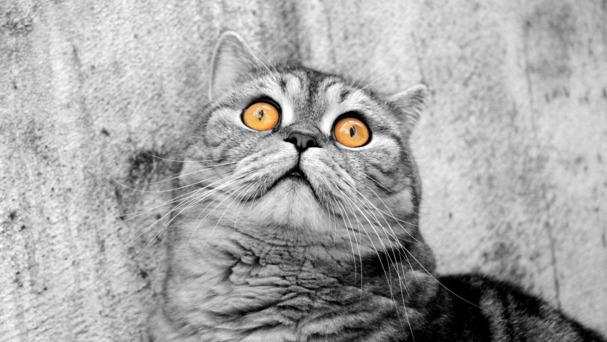 Кот на заставку