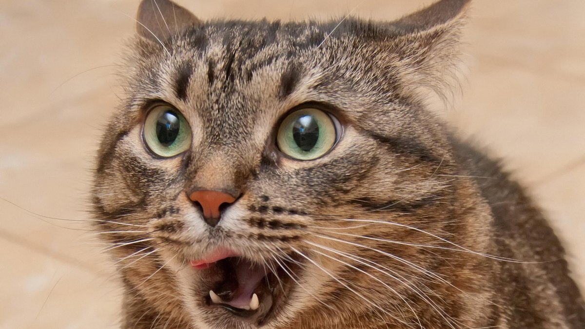 Котики смешные