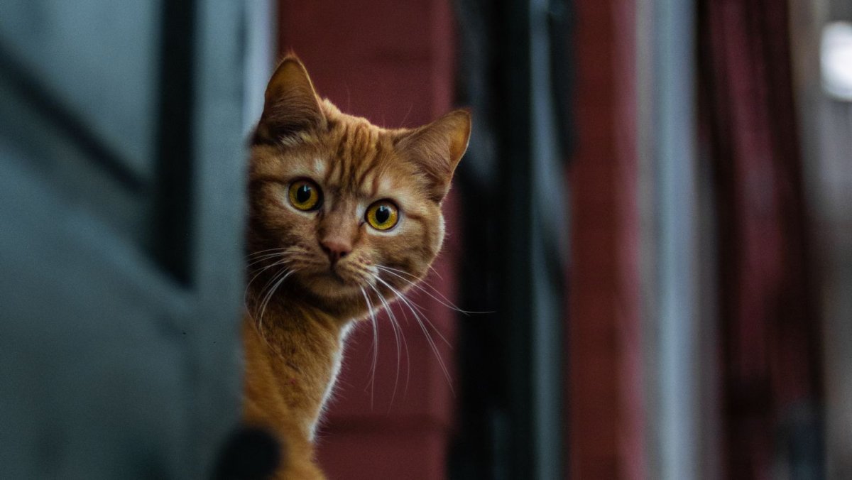 Заставка на рабочий стол коты