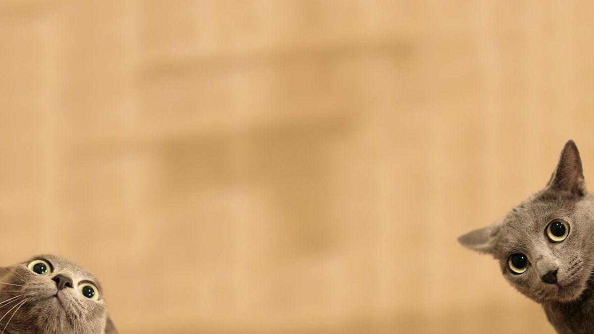 Пушистая морда