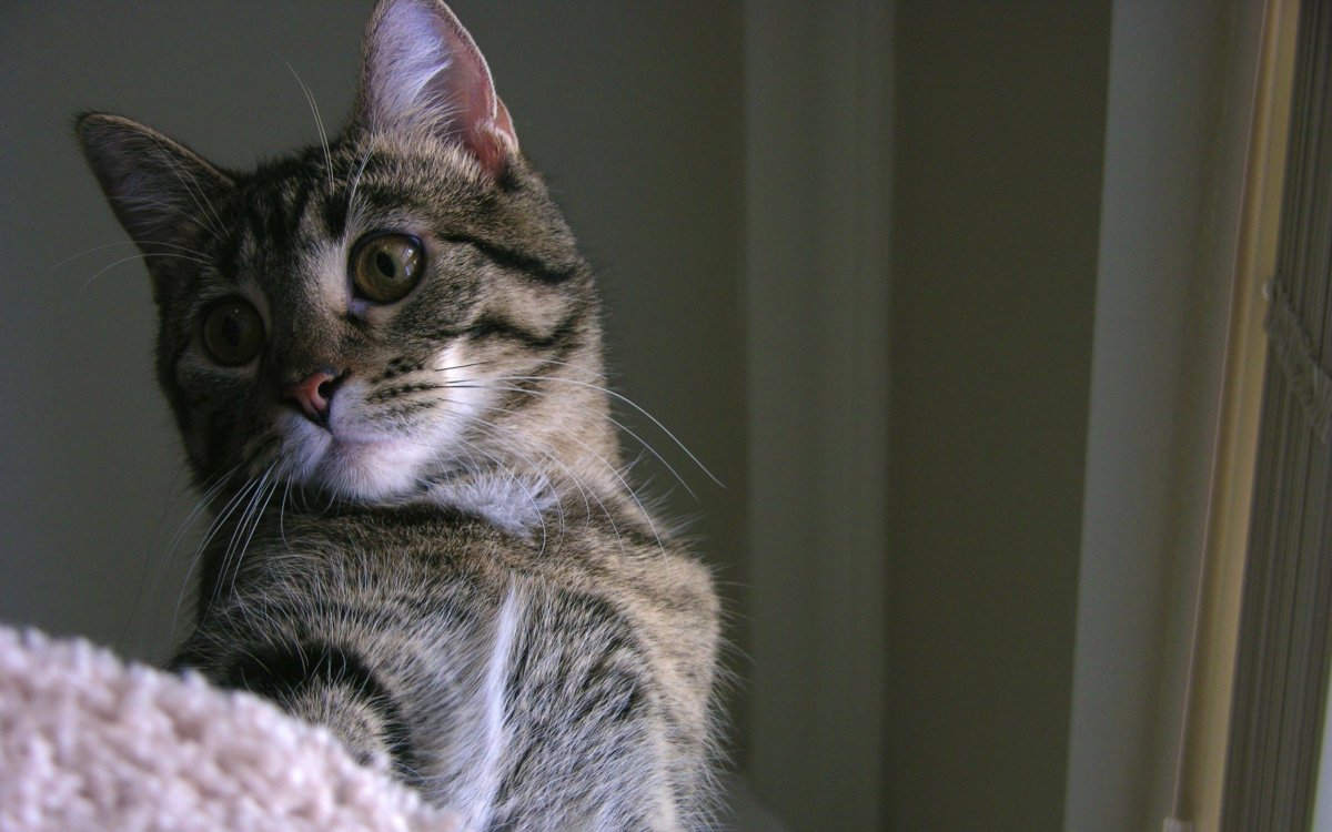 Удивленный кот