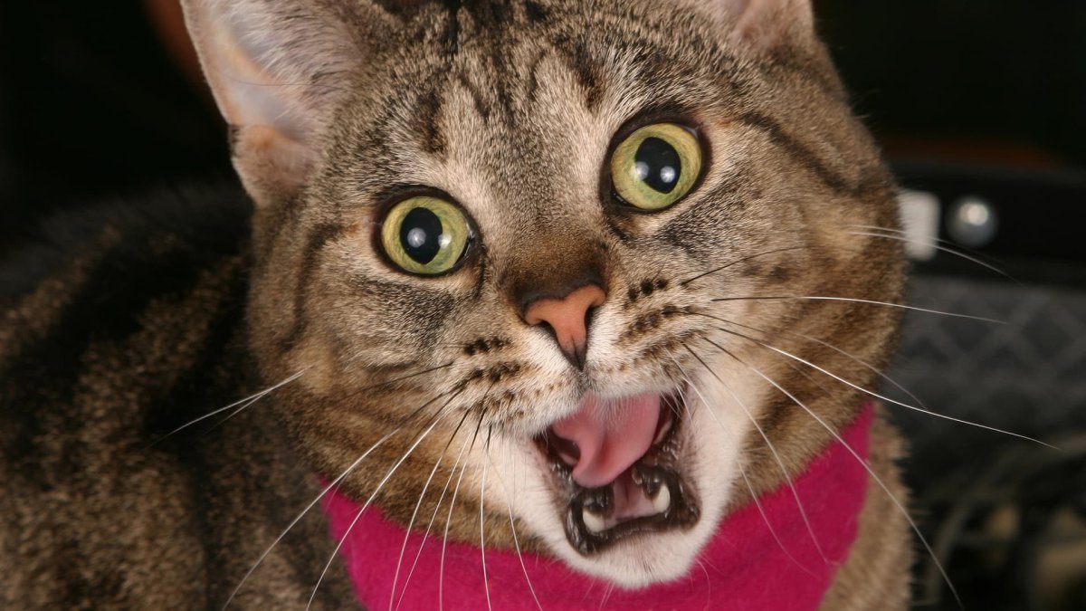 Кот за столом