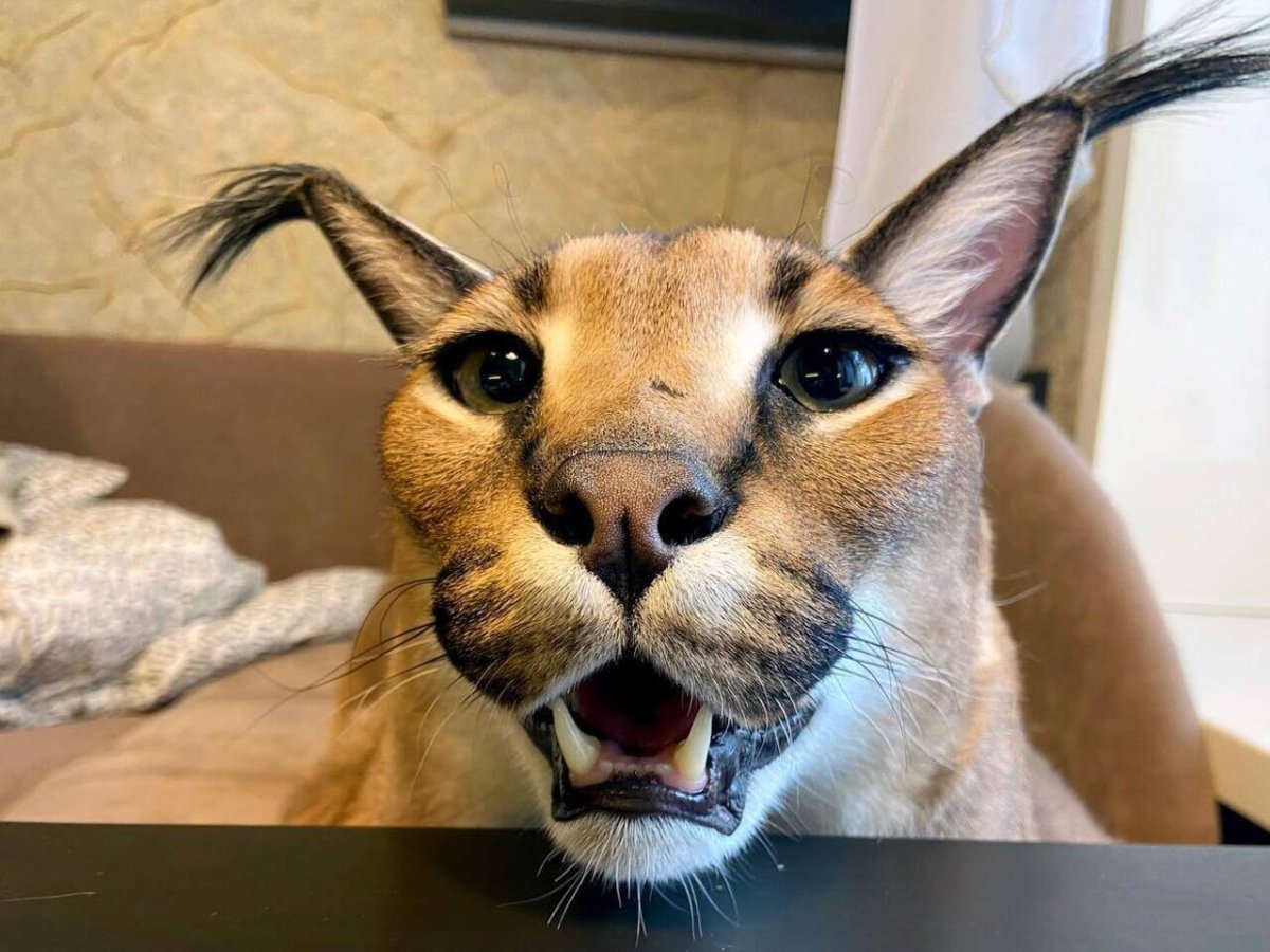 Шлёпа ребёнок кот