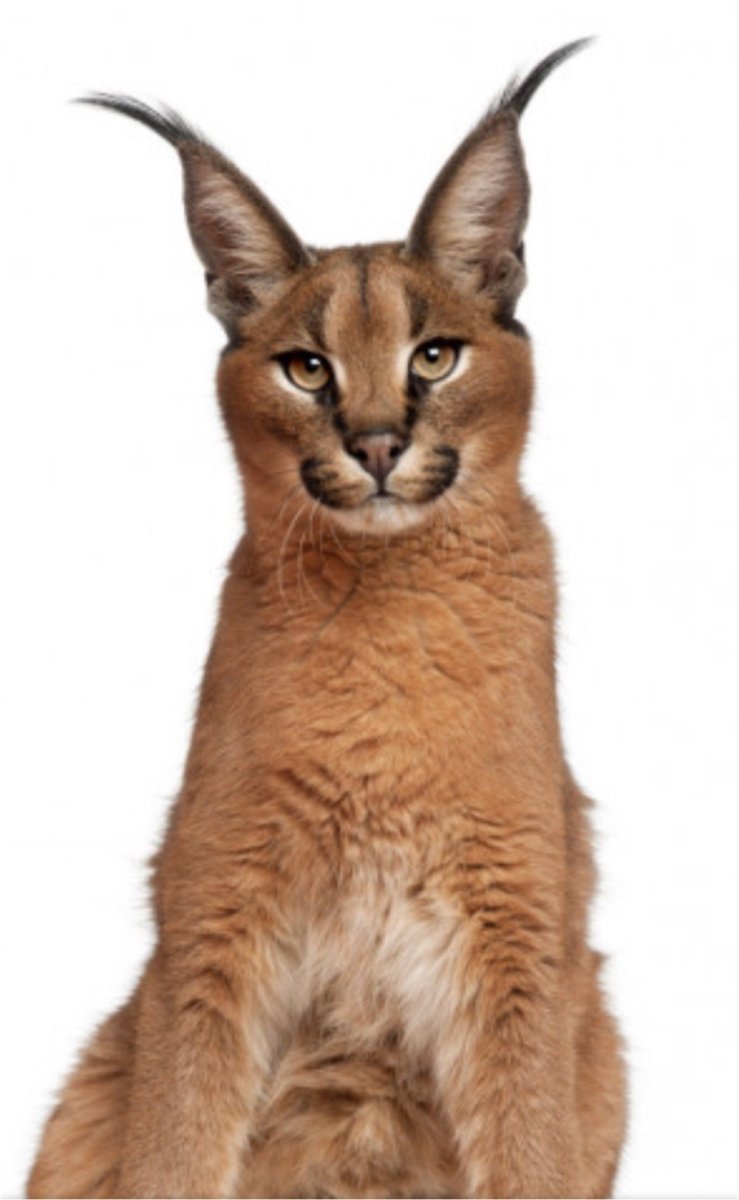 Гордый каракал