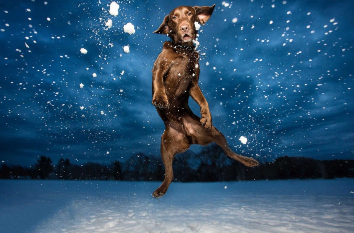 Собака в снегу