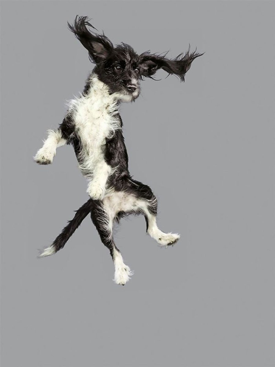 Прыгающие животные