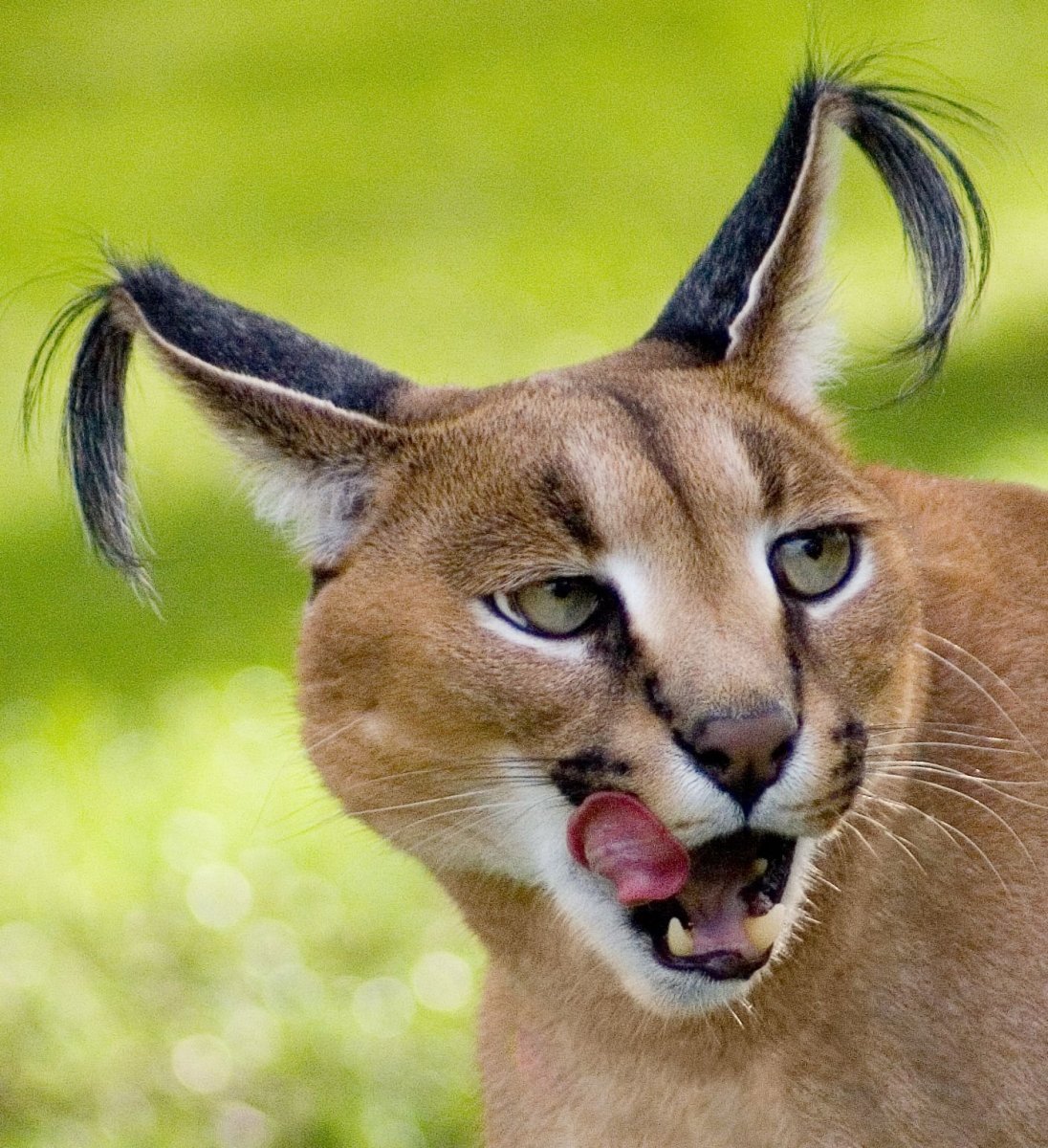 Карликовый каракал