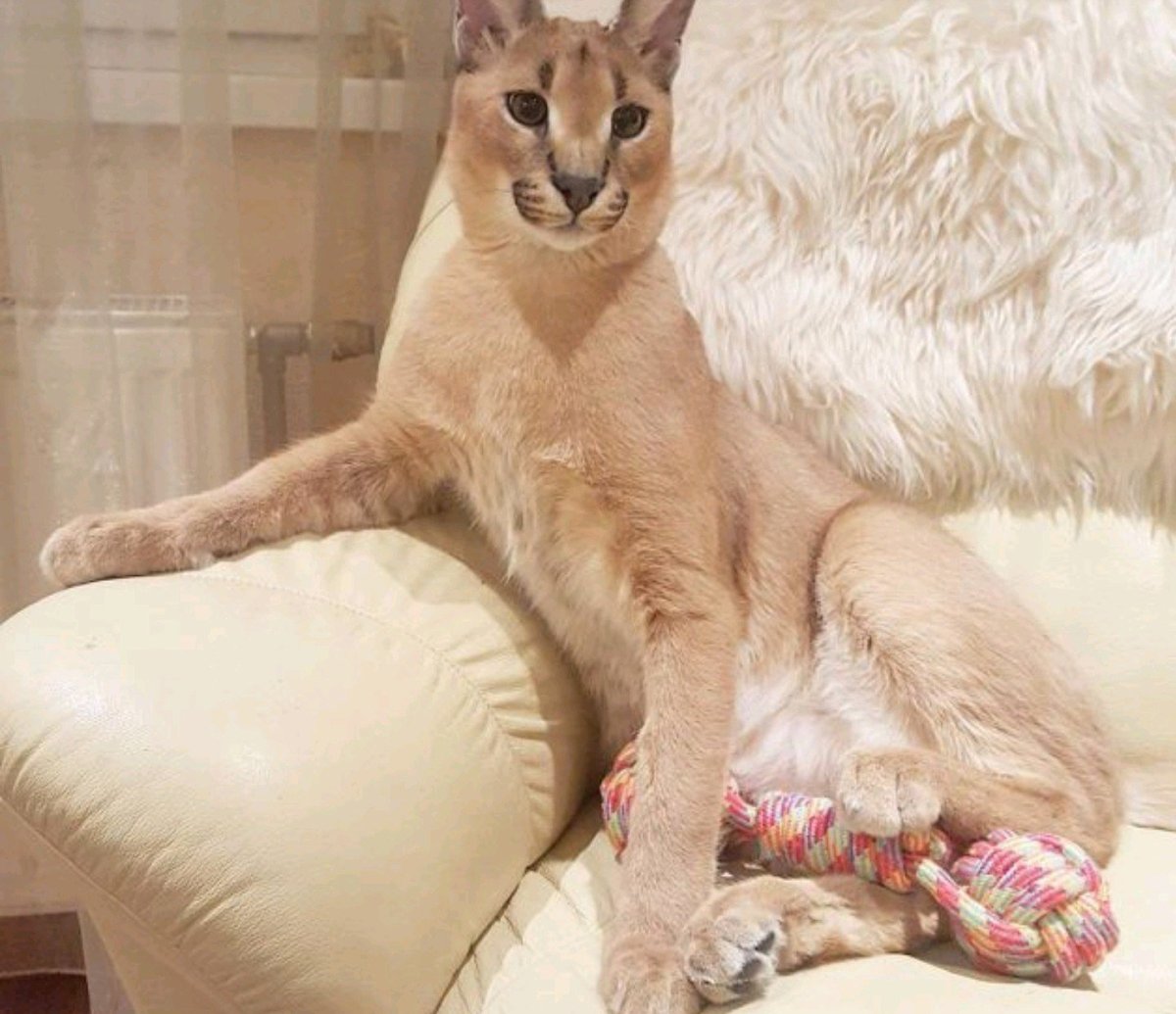 Толстый кот Шлепа