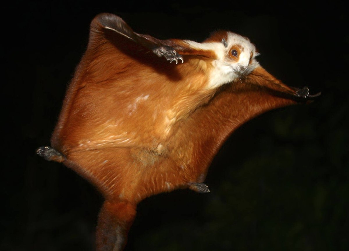 Гигантская белка летяга тагуан