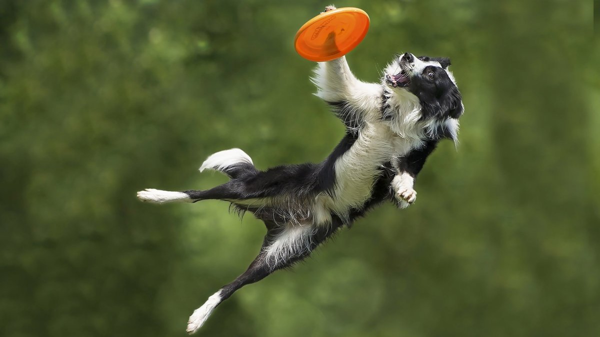 Бордер колли фрисби