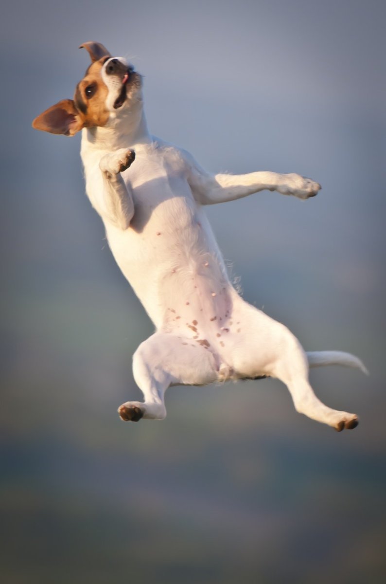 Летающие собаки Райан Уайт