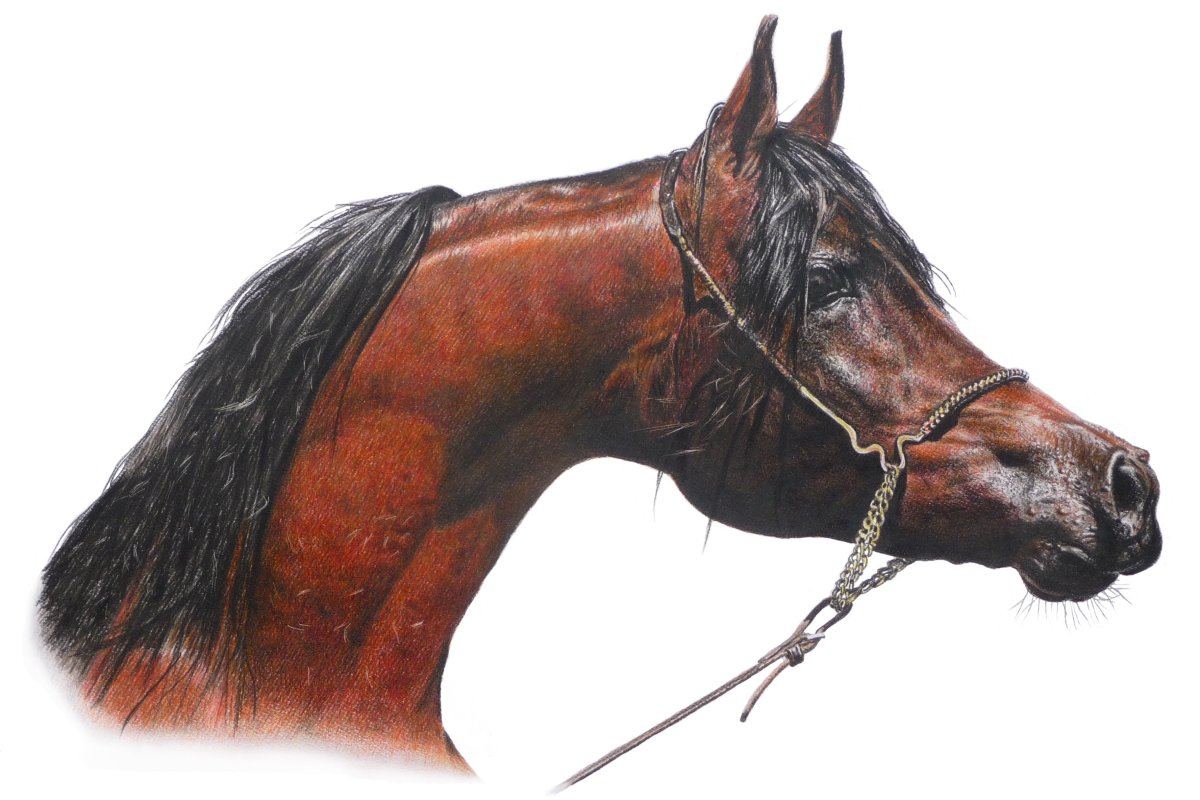 Лошадь на белом фоне