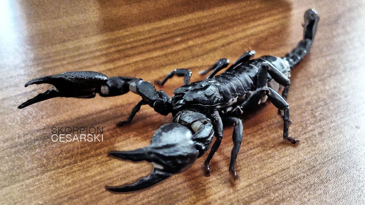 Жало скорпиона