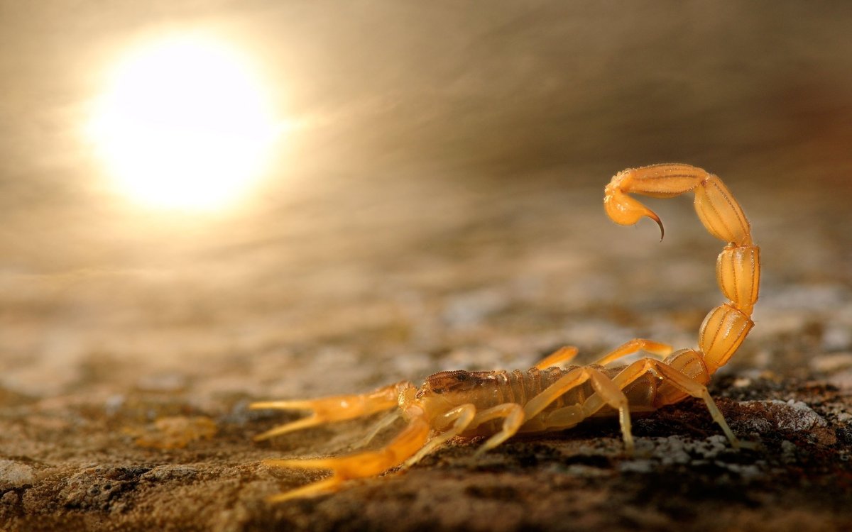 Клешня чёрного скорпиона