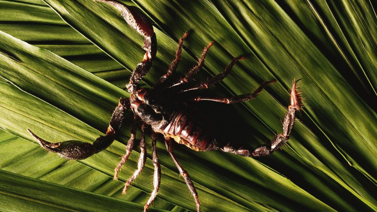 Арахнид Скорпион