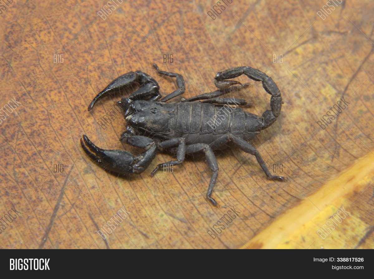 Песчаный Скорпион