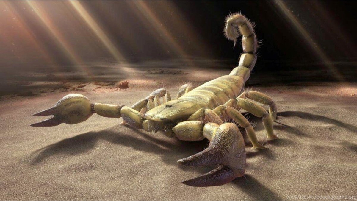 Маленький черный Скорпион