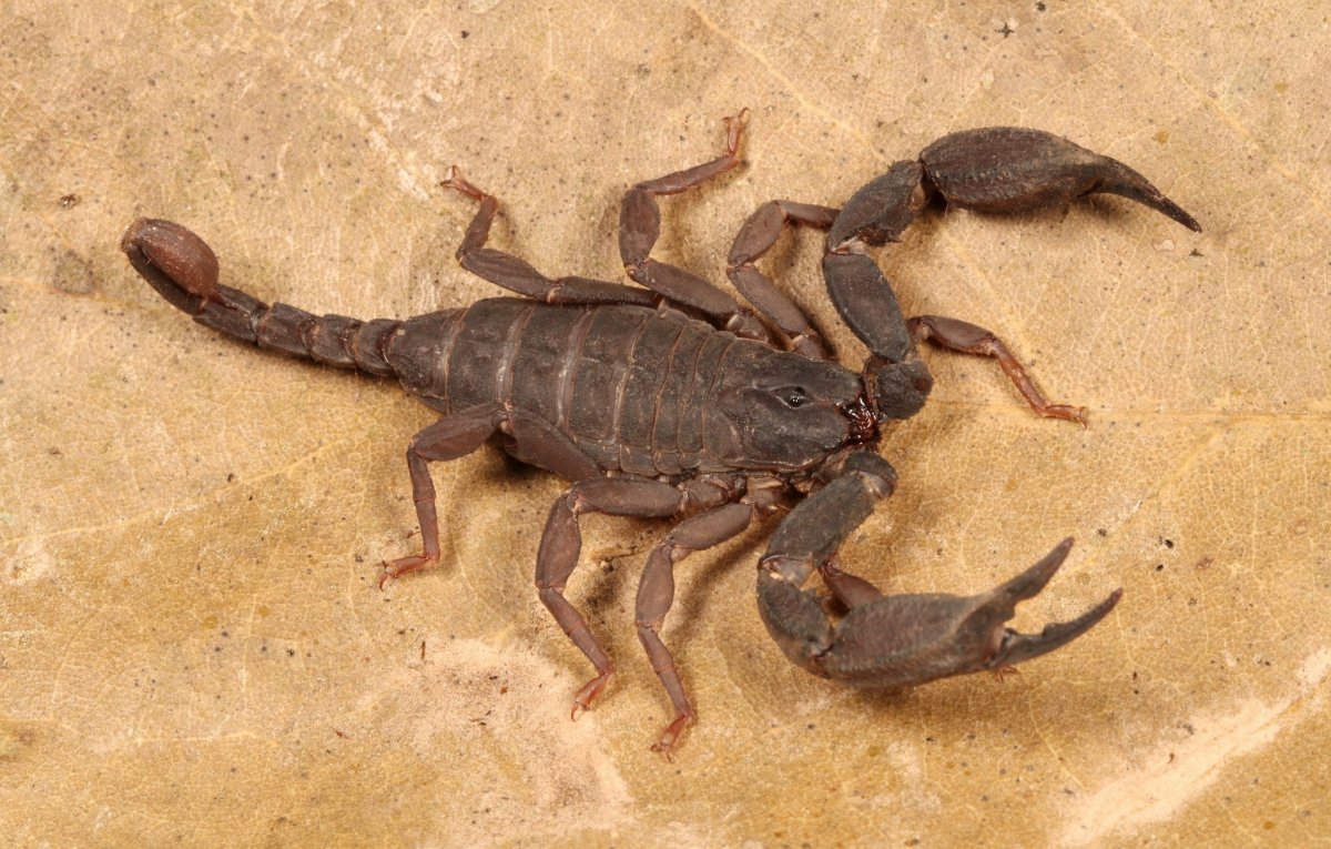 Скорпион картинки красивые