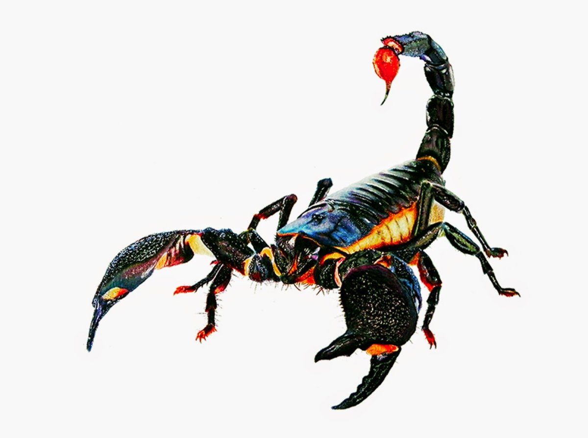 Скорпион на песке картина