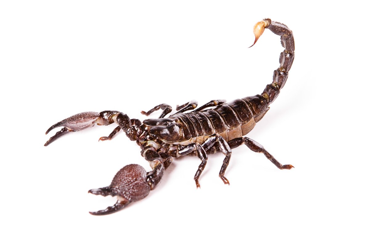 Скорпион обои