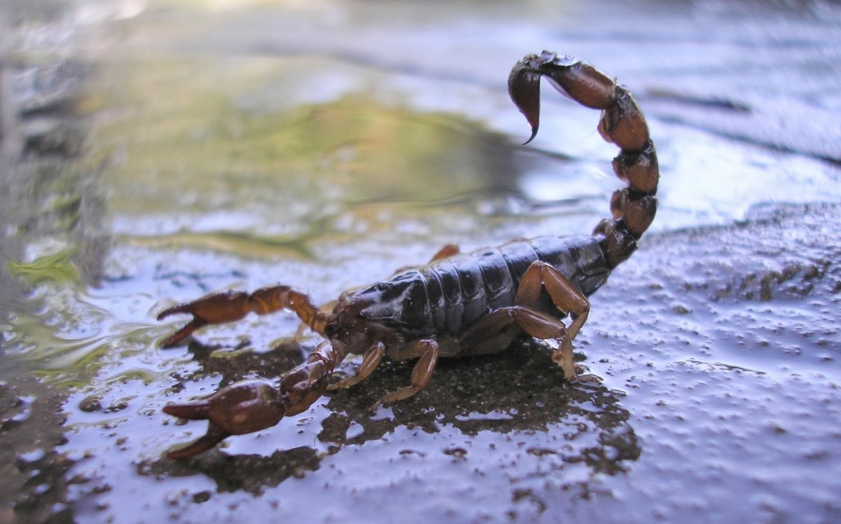 Пандинус Император