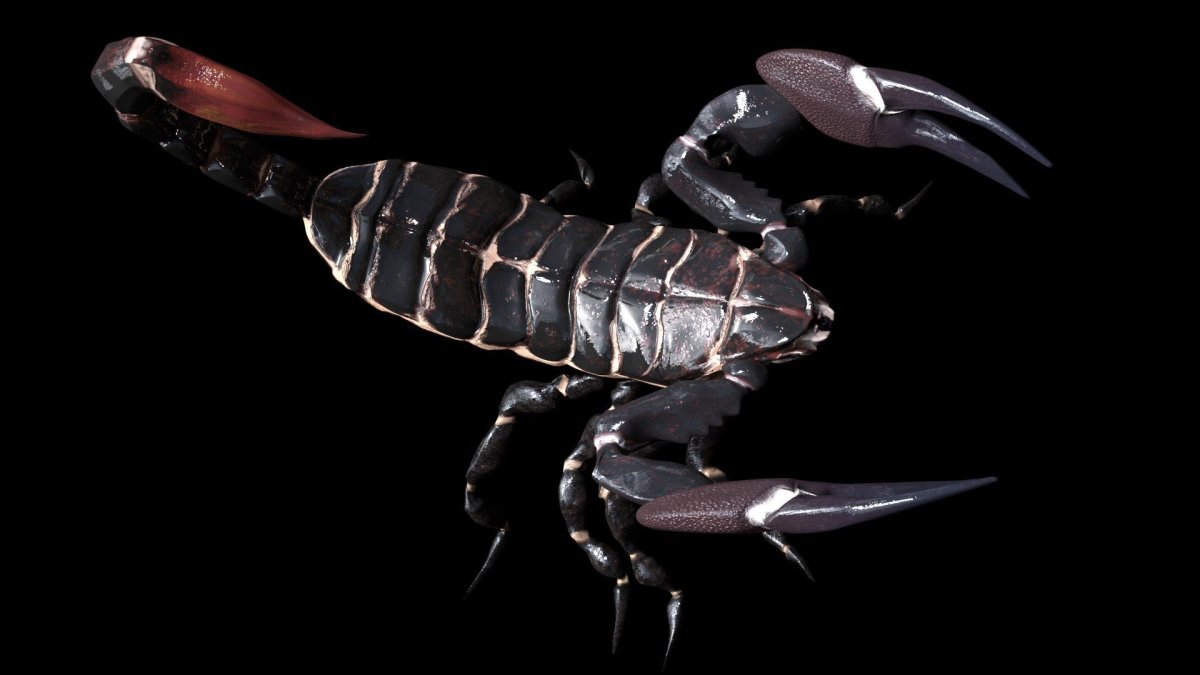 Боевой Скорпион