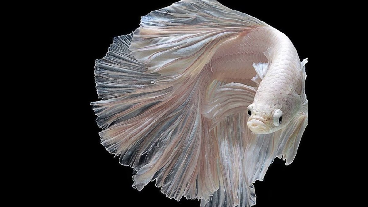 Морской Лев рыба