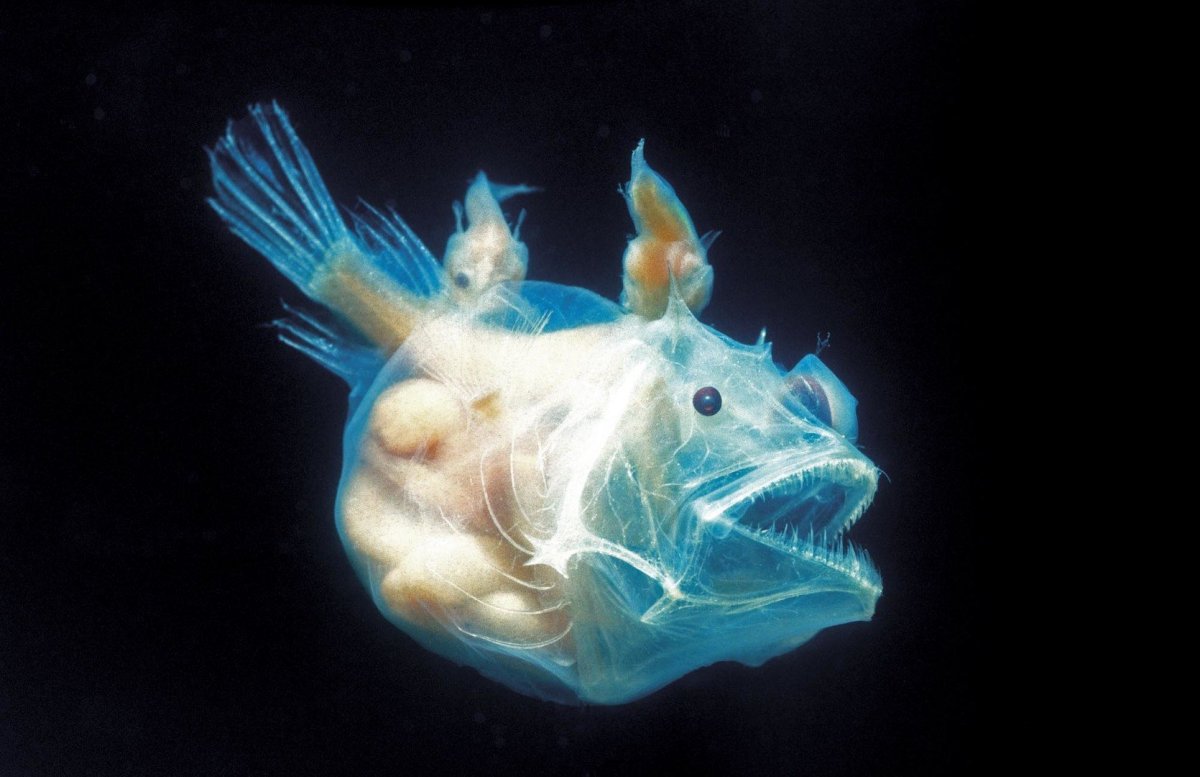 Рыбы кои Инь Янь