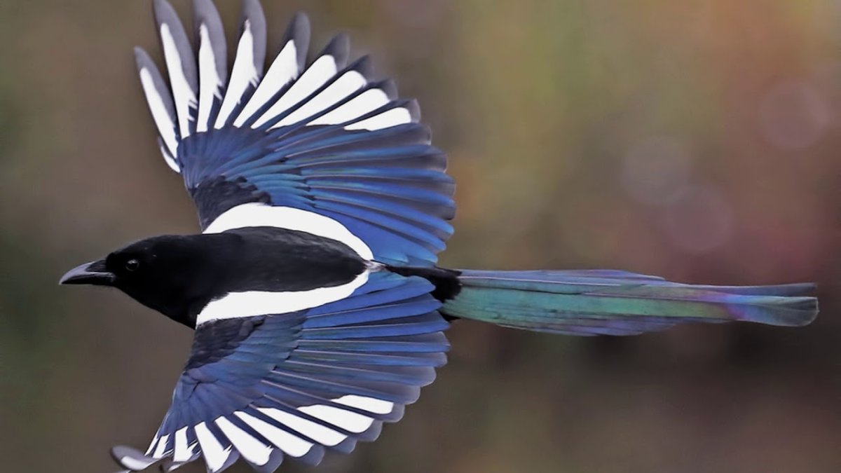 Сорока белобока птица