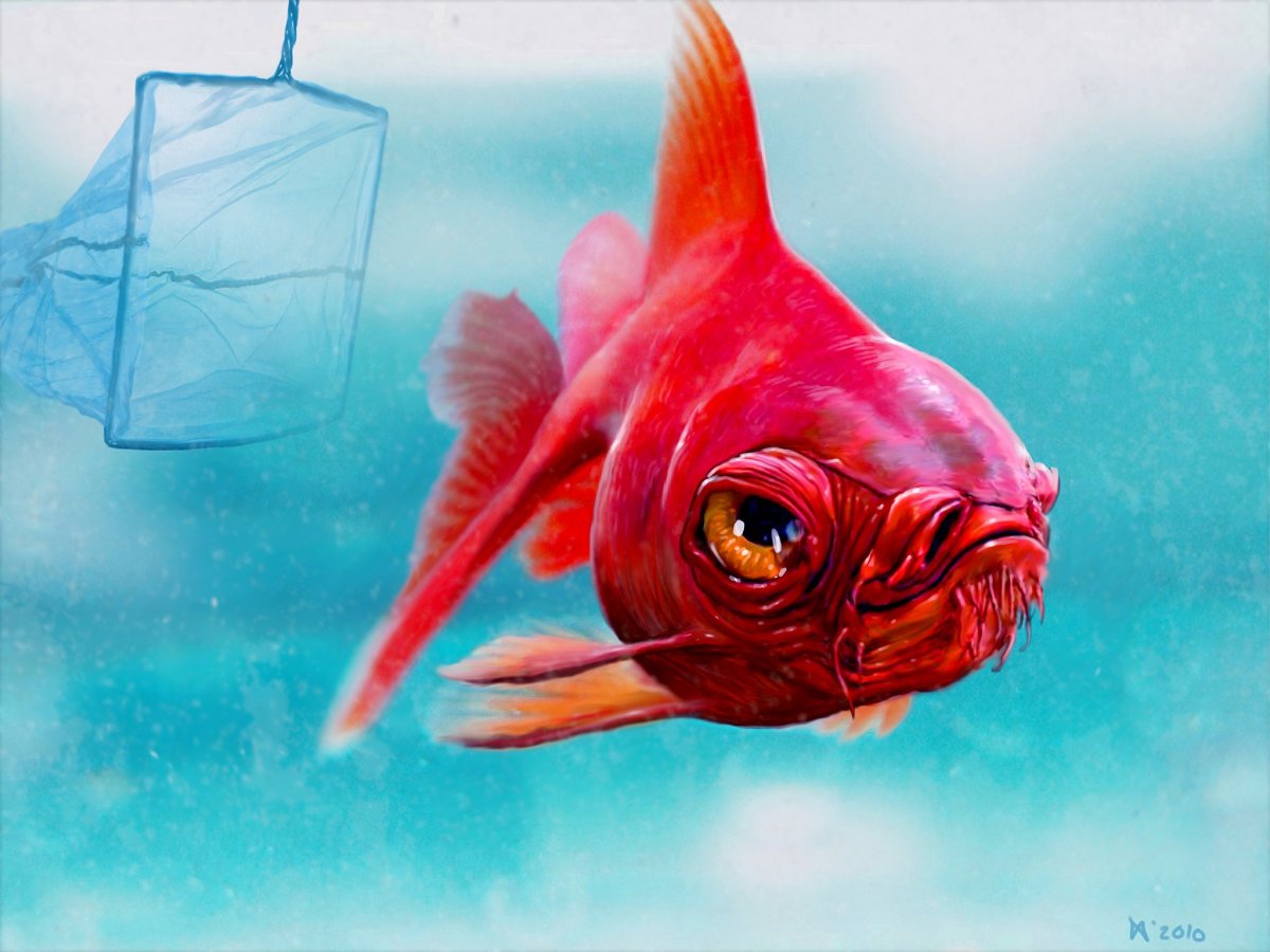 Рыба крылатка Зебра