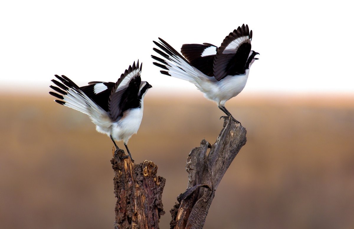 Горная Касатка птица