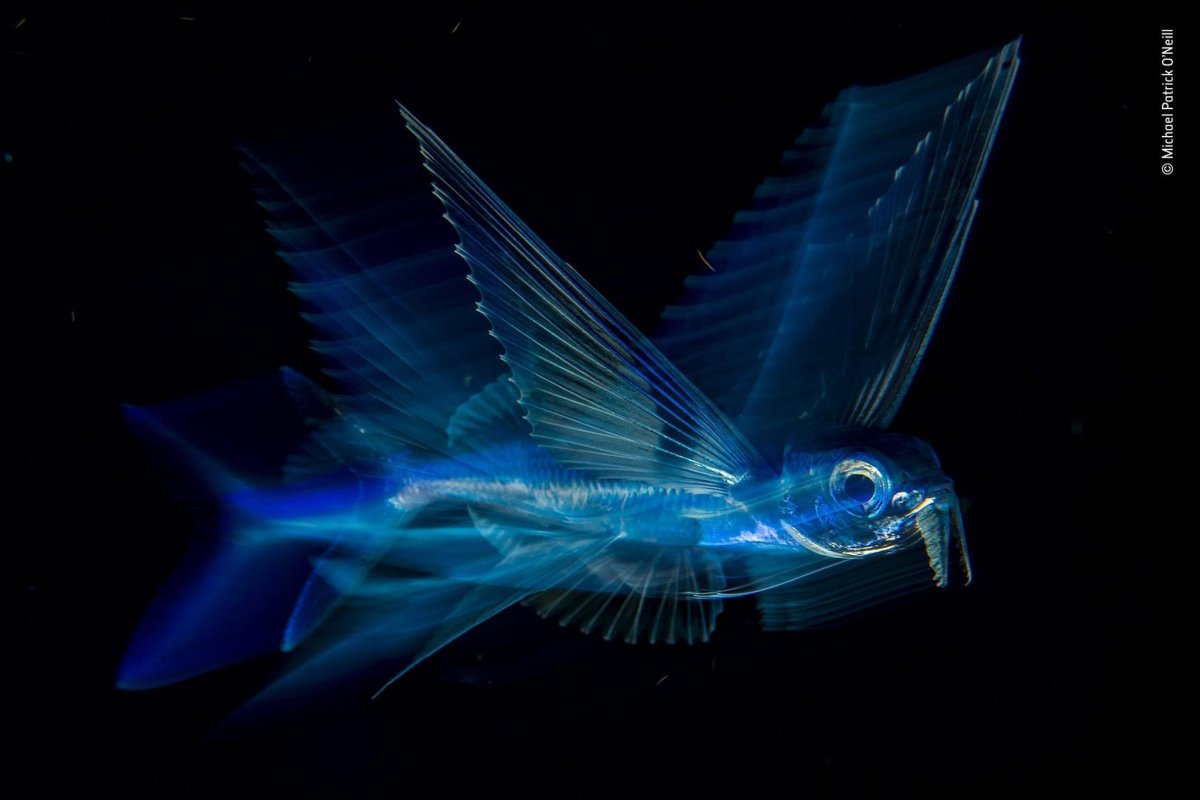 Тригла морской петух