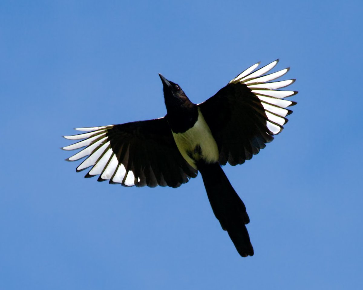 Сорока в полете