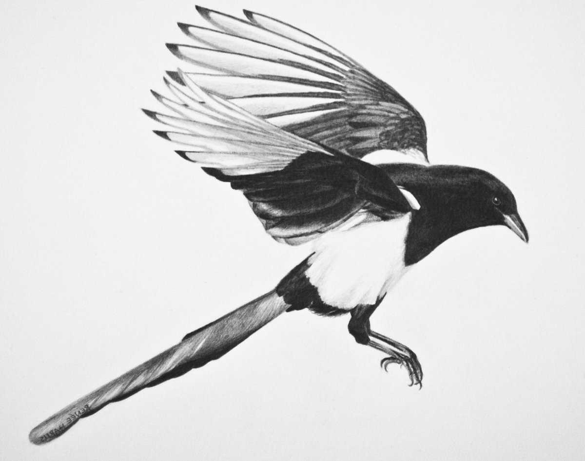 Сорока в полете